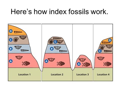 index fossils stratigraphy