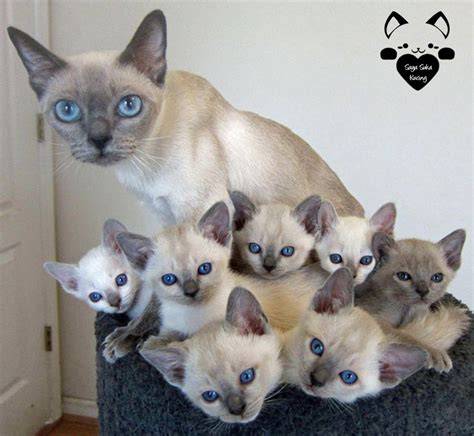 induk kucing dan anak kucing