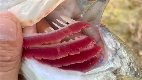 insang ikan