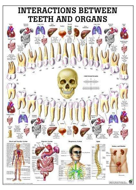 Interactions Between Teeth And Organs Chart