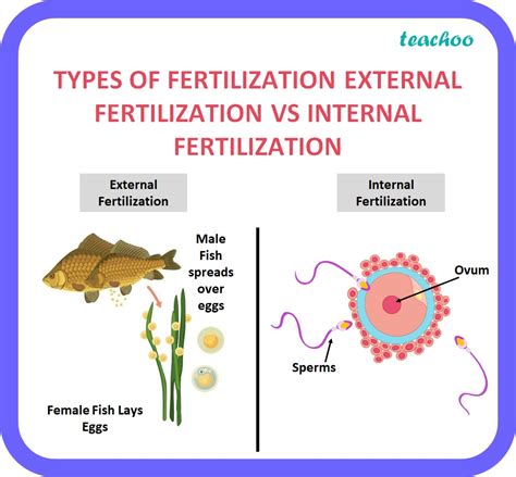 internal and external fertilization examples