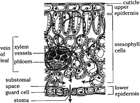 internal structure of a leaf and their functions pdf