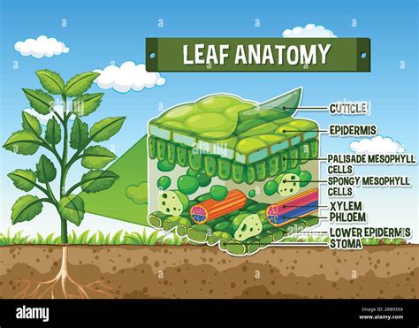 internal structure of leaf and its function