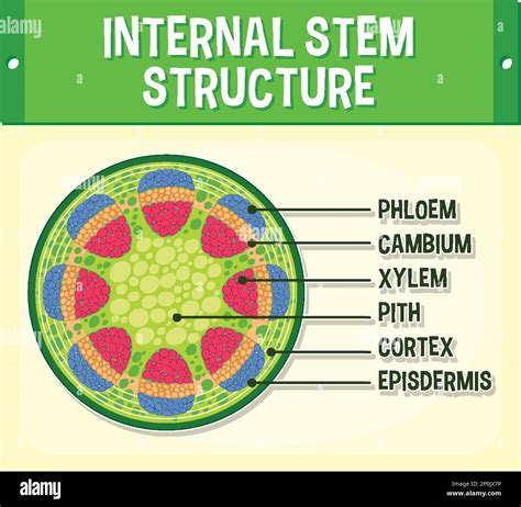 internal structure of stem and their functions