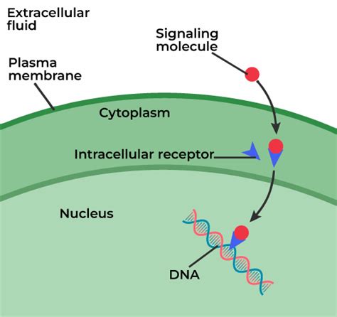 intracellular receptor