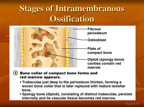 intramembranous ossification