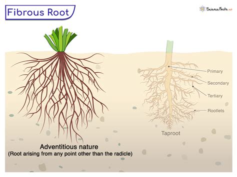intro root def