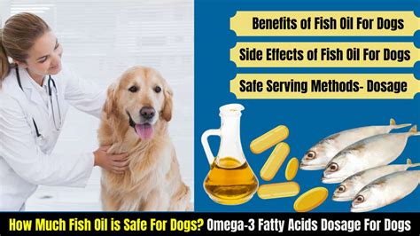 introducing fish oil to dogs