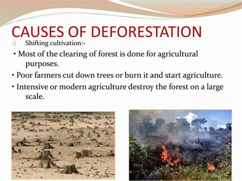 introduction of deforestation in india