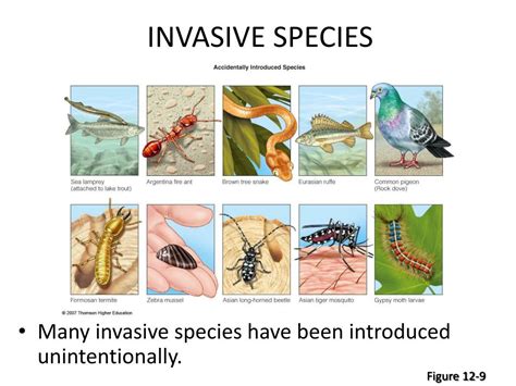 introduction of invasive species