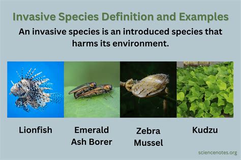 introduction of invasive species definition