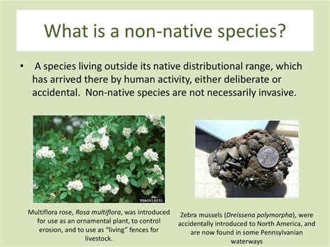 introduction of non native species examples