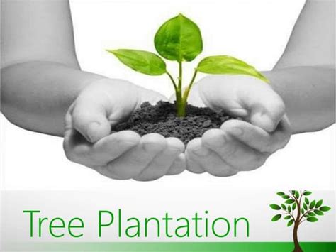introduction of tree plantation project