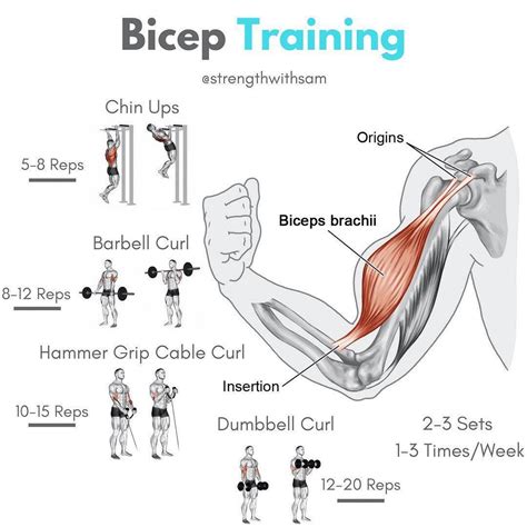 is 2 bicep exercises enough