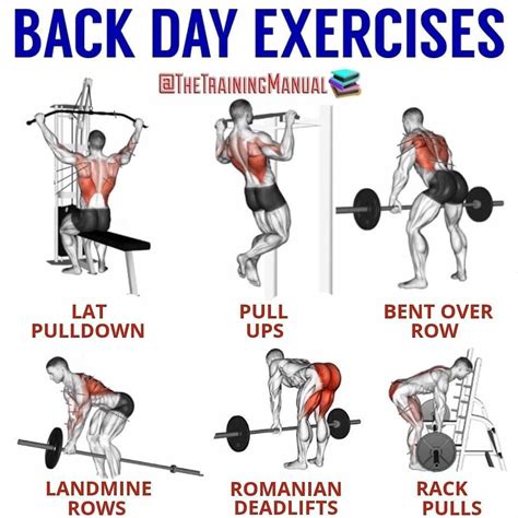 is 3 exercises enough for back day