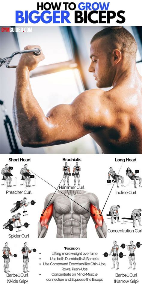 is 3 exercises for biceps enough