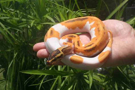 is a ball python a tropical snake