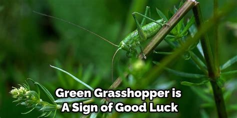 is a grasshopper good luck
