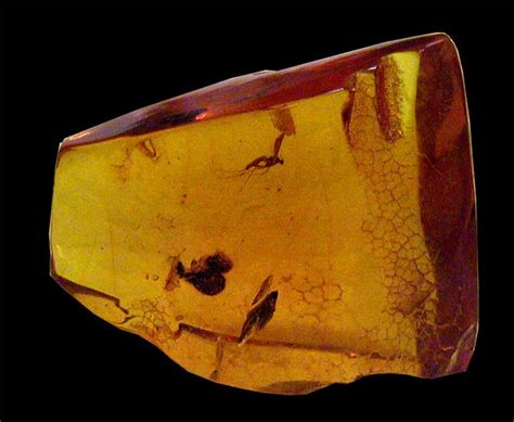 is amber considered a fossil