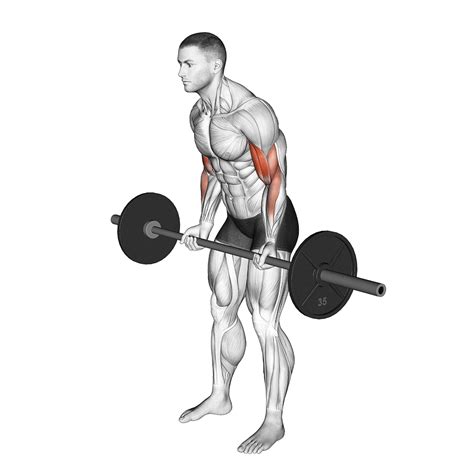 is barbell bicep curl a compound exercise
