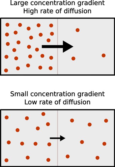 is diffusion down a concentration gradient