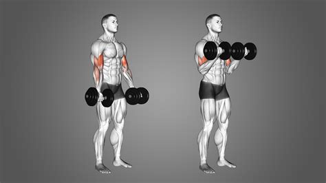 is dumbbell curl a compound exercise