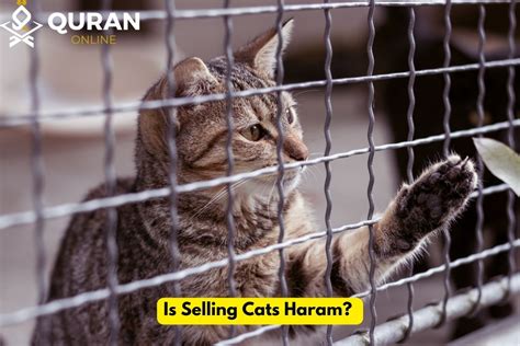 is it haram to buy a cat in islam