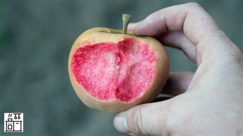is it normal for the inside of an apple to be red