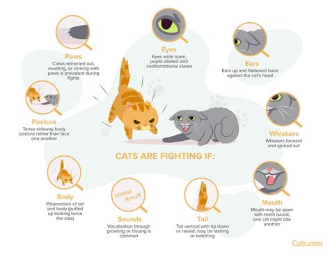 is it ok for cats to fight
