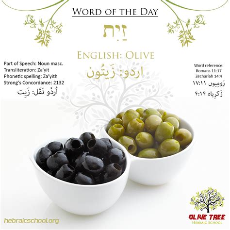 is olive a hebrew name