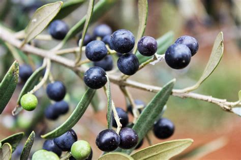 is olive an old name
