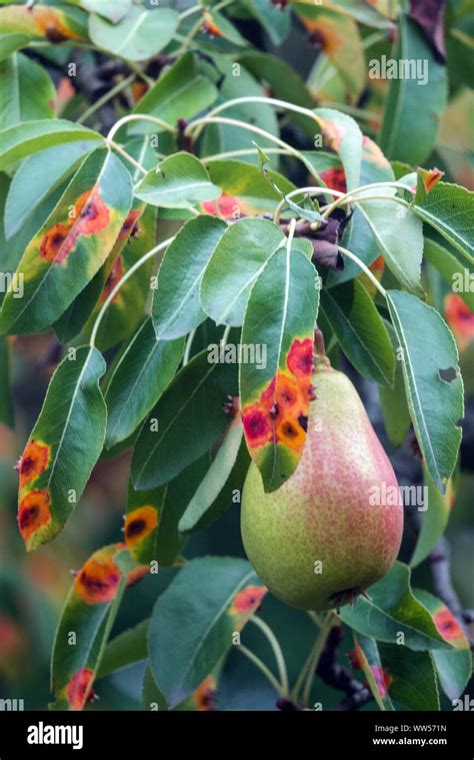 is pear rust dangerous to humans