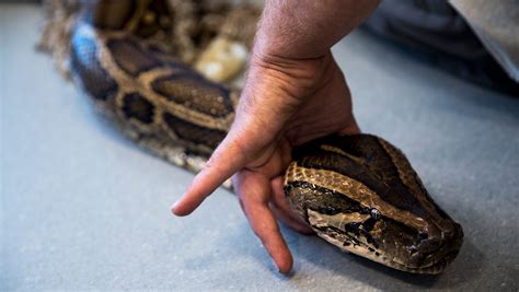 is python good to eat
