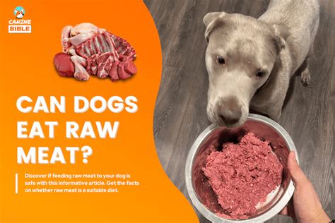 is raw meat hard for dogs to digest