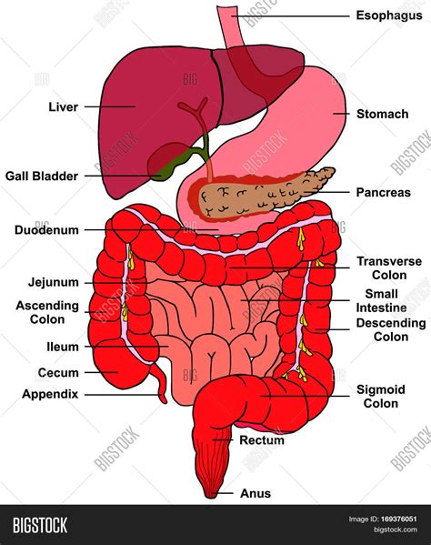 is the appendix part of the digestive system