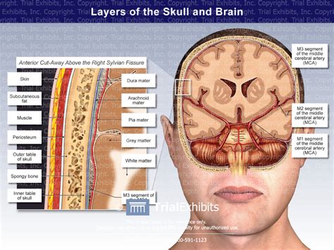 is there a gap between brain and skull