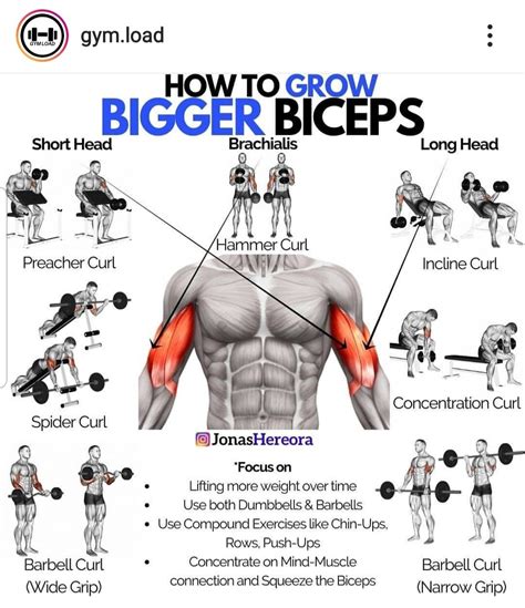 is two bicep exercises a week enough