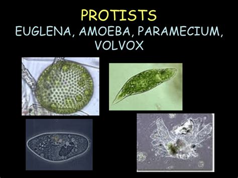 is volvox a protist