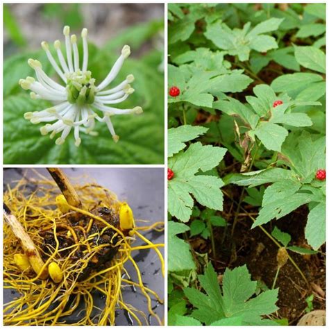 is yellow root the same as goldenseal
