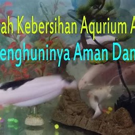 Jaga kebersihan air aquarium