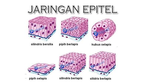 Jaringan Epitel