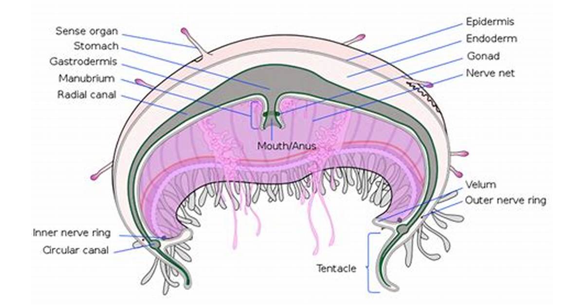 jellyfish-vs-fish-digestive-system