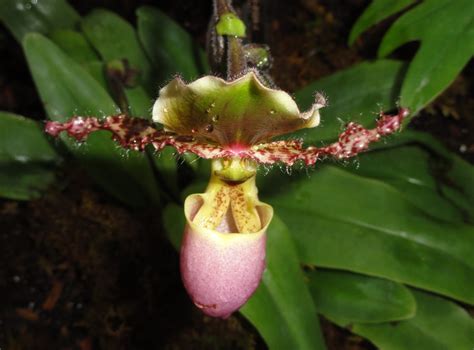 Jenis Bunga Anggrek Paphiopedilum