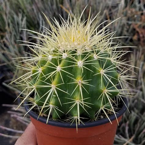 Jenis Kaktus Mini