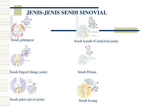jenis sendi sinovial