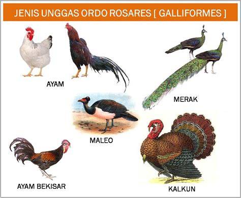 jenis unggas