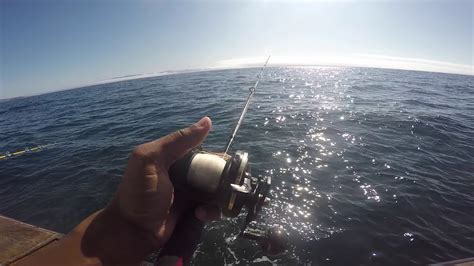 Jigging in Channel Islands sport fishing