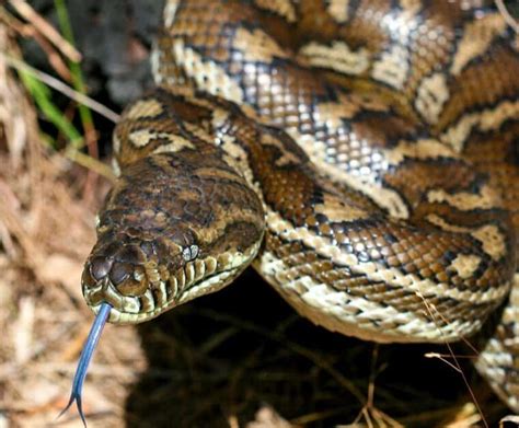jungle carpet python care guide