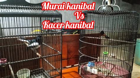 kacer kanibal