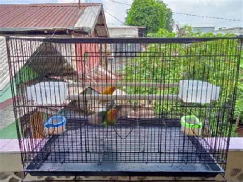 kandang lovebird